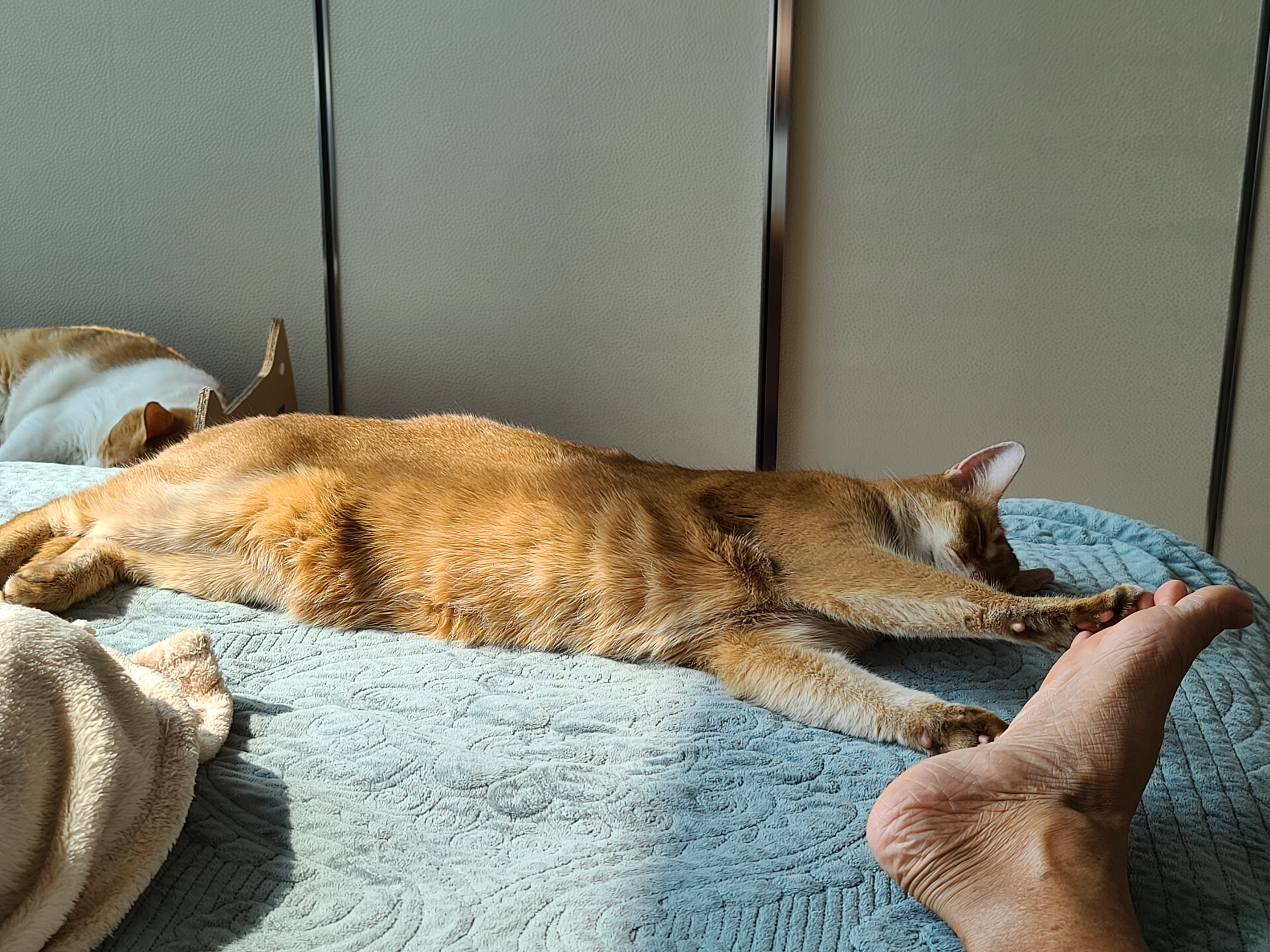 자다가 얼떨결에 발로 고양이랑 하이파이브.