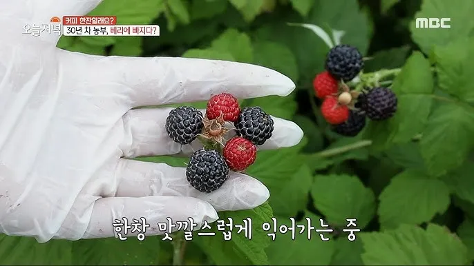 블랙라즈베리 재배 순 지르기 지지대 관리 겨울 보온_2