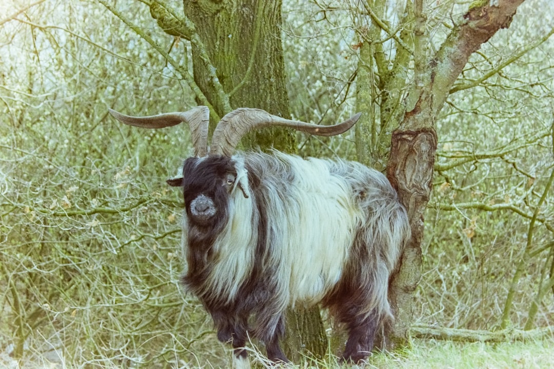 Black Goat Broth