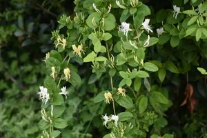 염증에-좋은-차