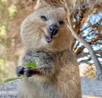 쿼카 웃는 동물 행복한 동물 특징 성격_4