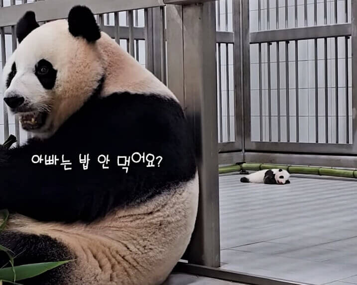 에버랜드 쌍둥이 아기판다 이름공모 참여방법