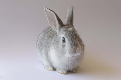 2026년 월별 띠 운세 총정리|1월부터 12월까지 한눈에 보기