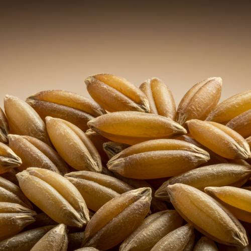 카무트효소 많이든 곡물 사진