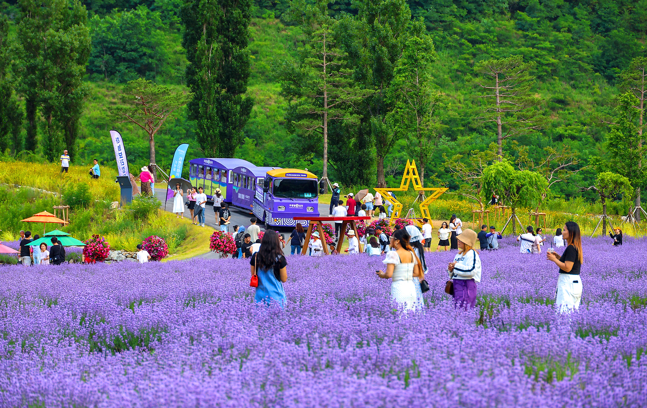 무릉별유천지 라벤더2