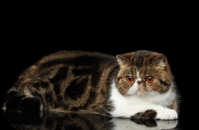 이그저틱 쇼트 헤어 이미지