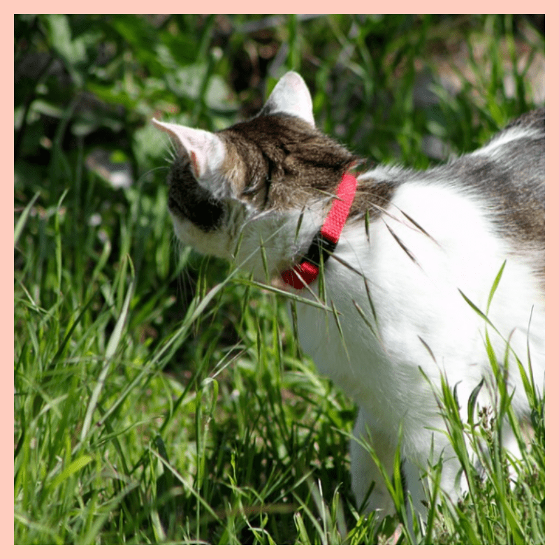 산책냥-외출냥-가능할까