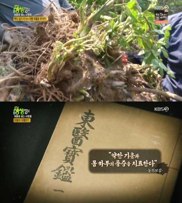촬영 근육통 하반신마비 두통 중풍의 반신불수에 탁월한 효능 부작용 구입 방법 신비의 대물 약초 독활 땅두릅 추천