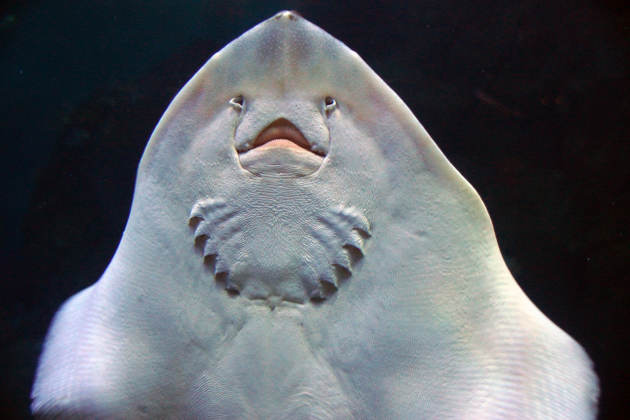 홍어와 가오리 비교 사진