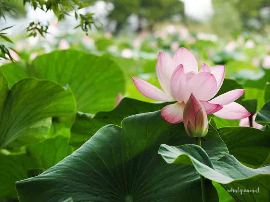 양평 세미원 연꽃