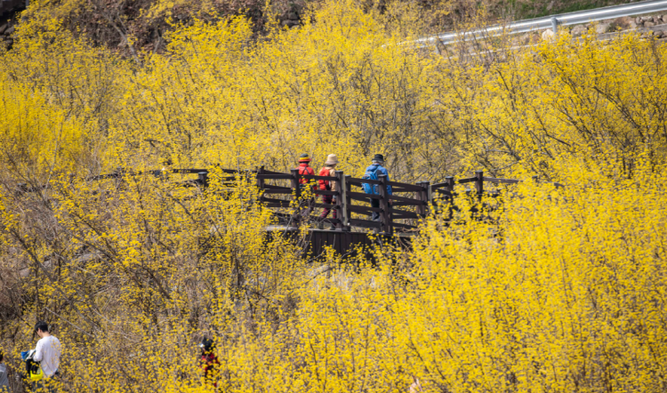 구례 산수유축제