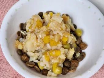 강아지 밥 거부 9가지 원인과 해결책 총정리_18