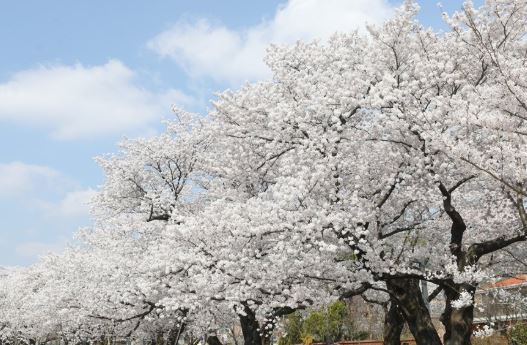 울산 벚꽃