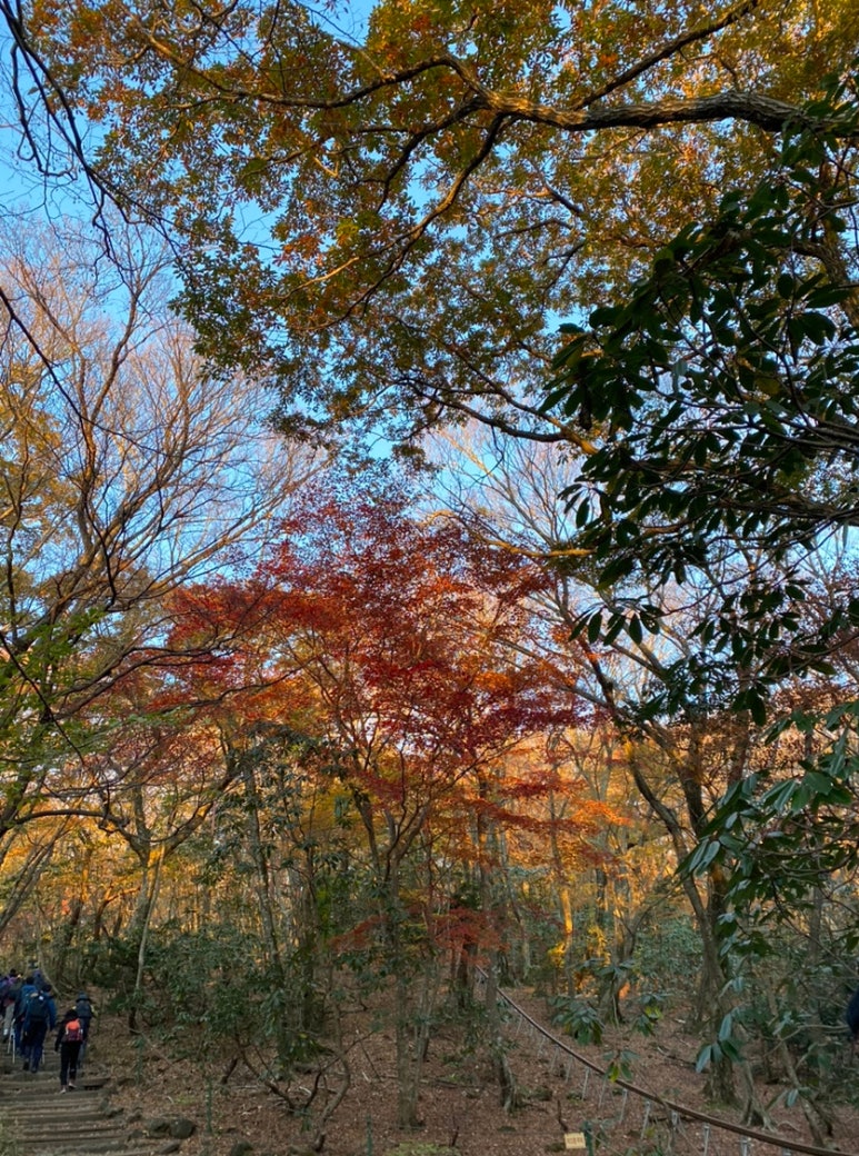 성판악 탐방로 입구 숲길