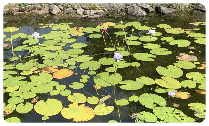 세미원&#44; 수련문화제 2