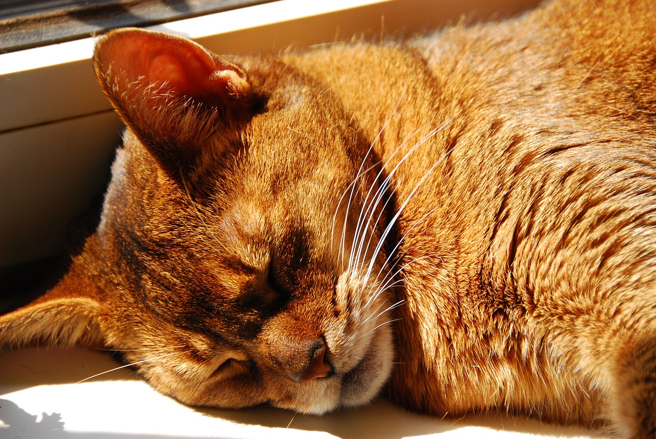 아비시니안(Abyssinian)2
