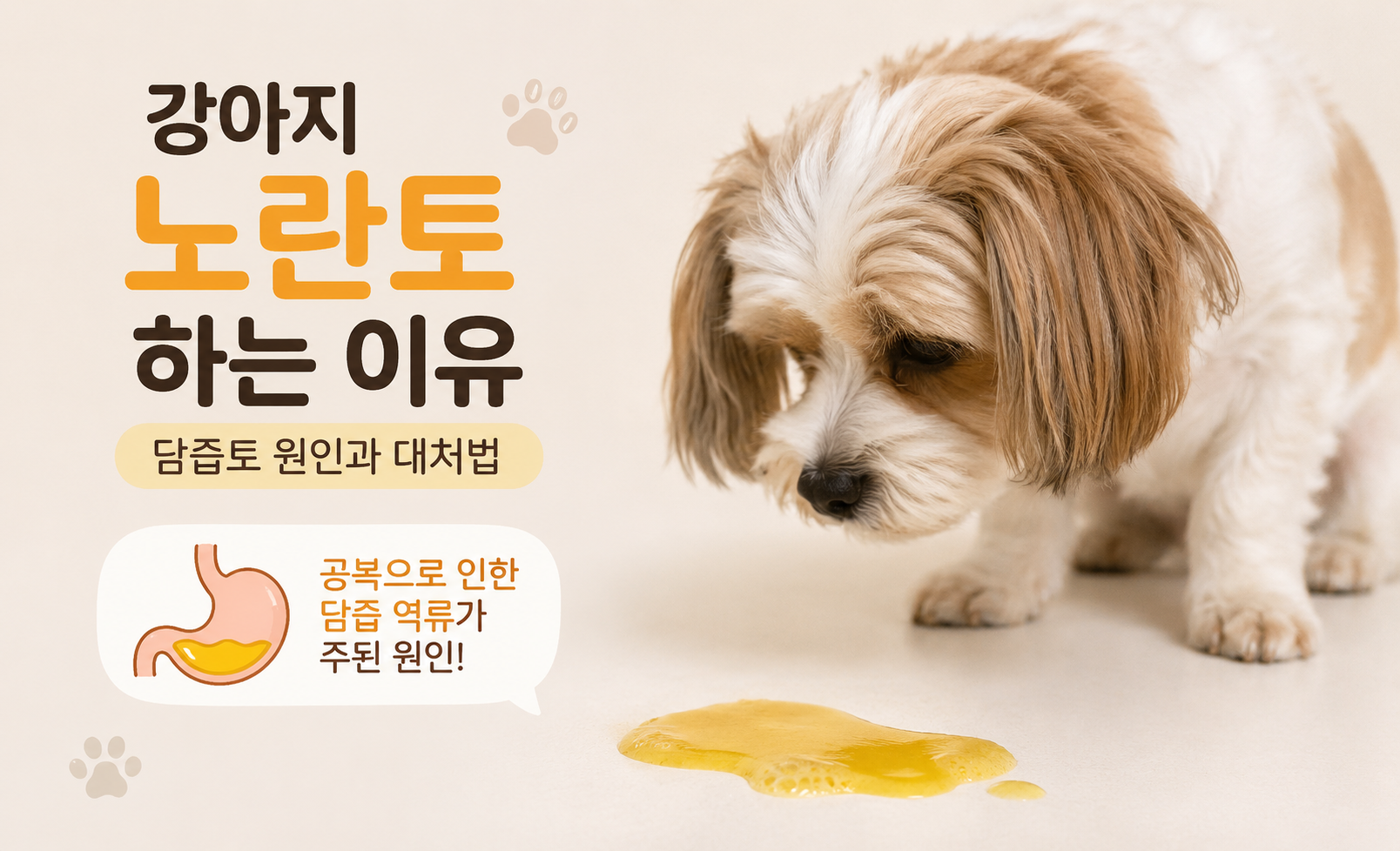 강아지 노란토 하는 이유 대표 이미지