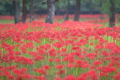 제주 한림공원 수선화 축제가 23년 1월 21일부터 2월 19일까지 제12회 수선화축제를 개최합니다. 1월부터 12월까지 365일 꽃을 관람할 수 있고 테마 별로 공간도 있어서 볼 거리가 많습니다.