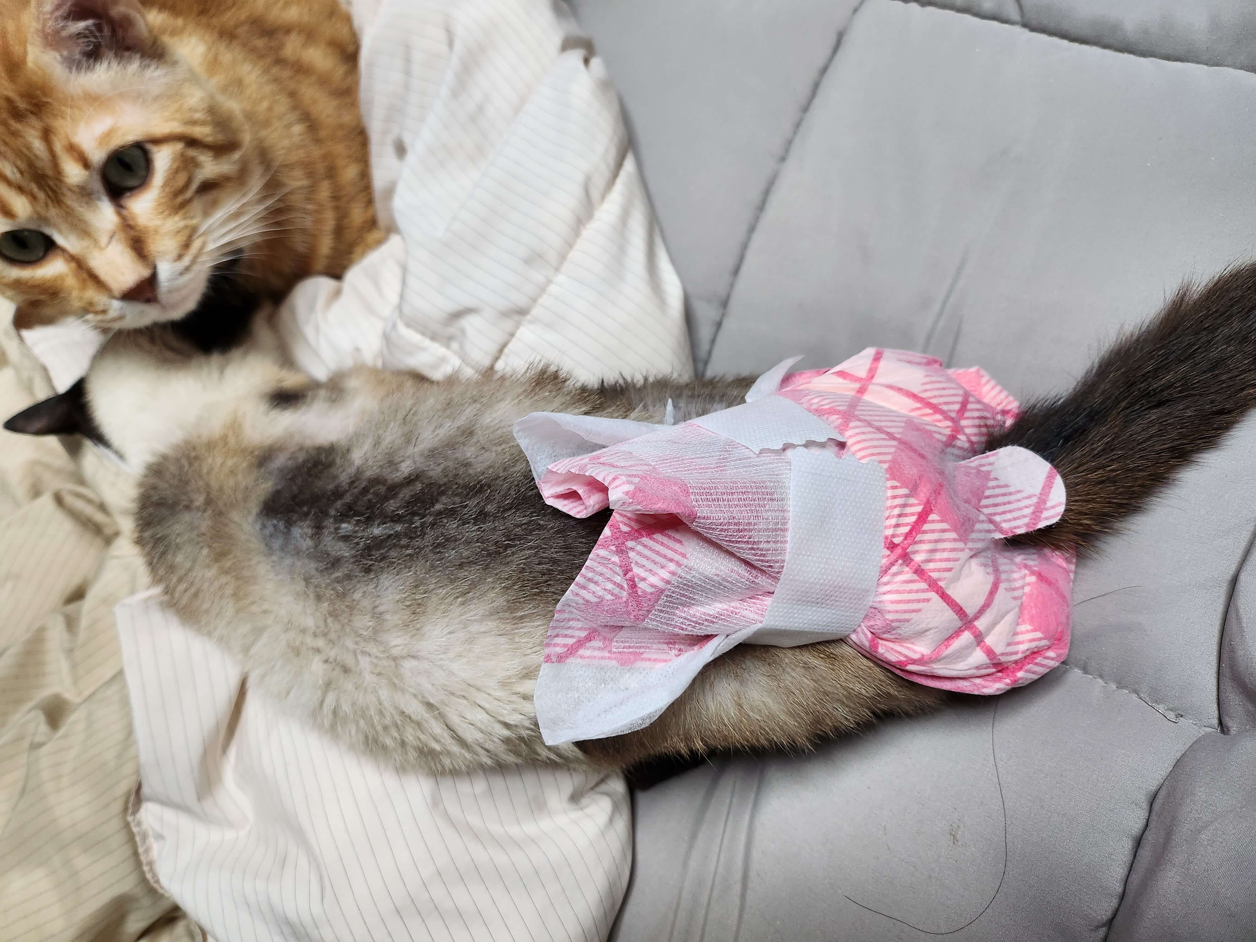 고양이 피부 질환 종합 가이드 제3부: 감염성 피부 질환과 치료 방법