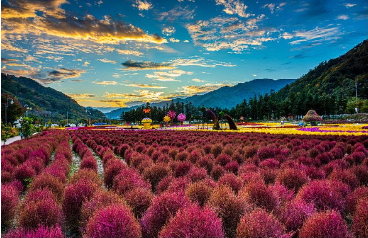 가을나들이 추천 인제가을꽃축제