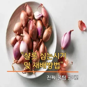 샬롯 재배 모종 씨쪽 나누기 건조 저장 병해 예방_7