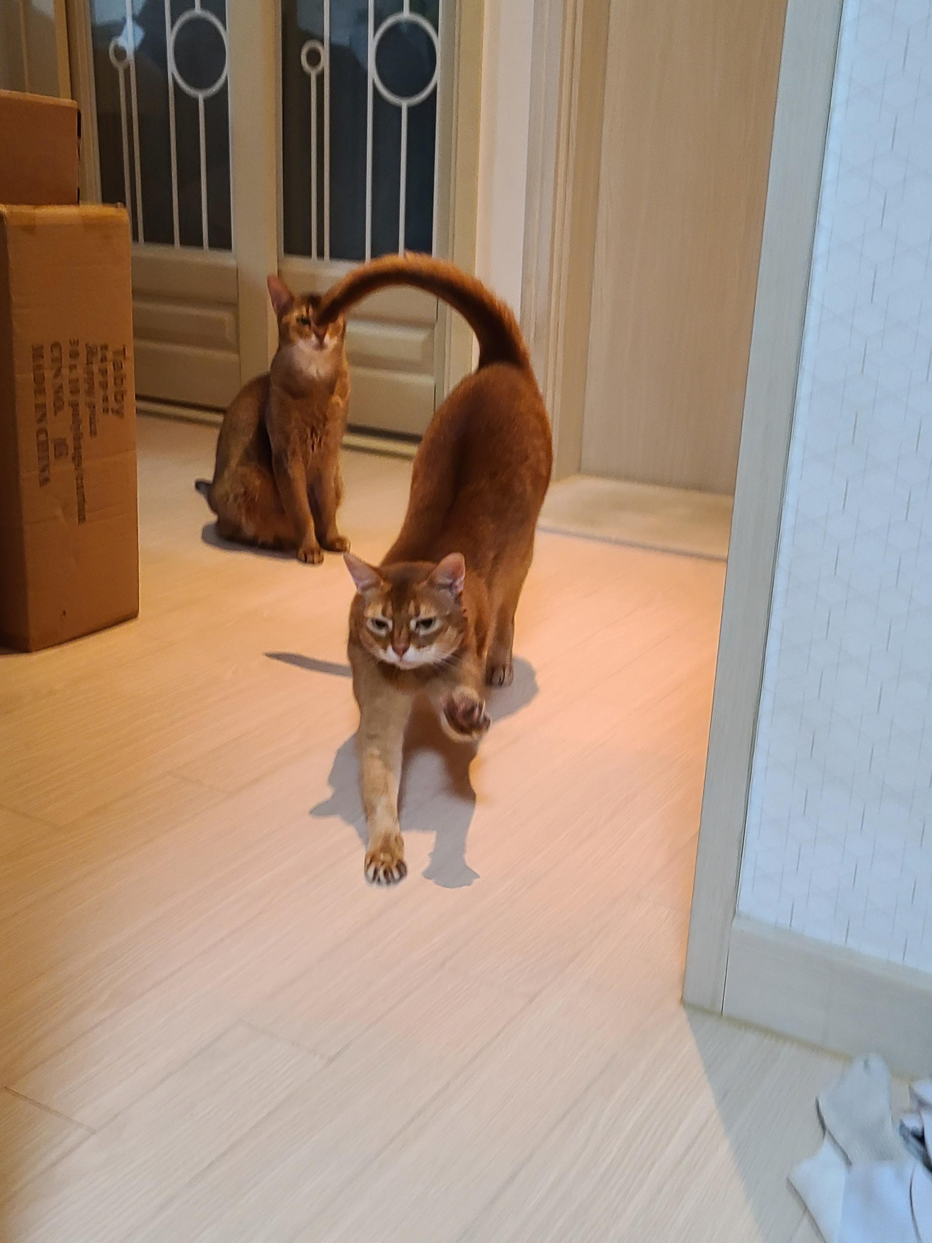 금묘의 방 앞 말잘듣는 착한 고양이들.