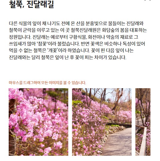 철쭉, 진달래길