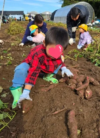 고구마캐는시기 딱 3가지 신호만 보세요 보관법까지 총정리로_15