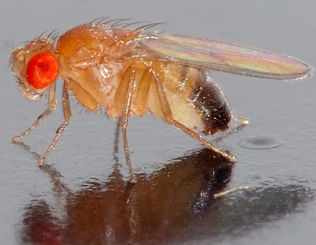 초파리 없애는 방법