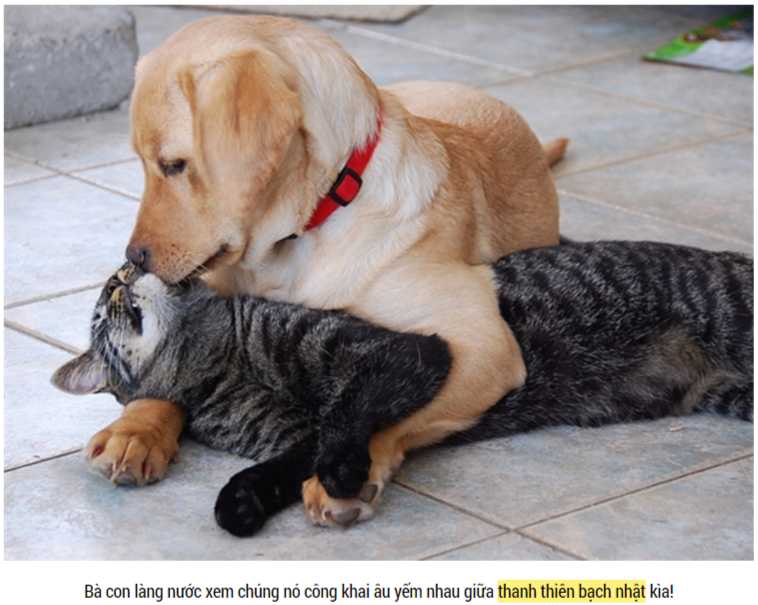 "탄 티엔 밧 녓"의 애정행각 기사캡처