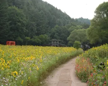 태백 해바라기 축제_12