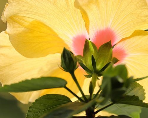 히비스커스 효능