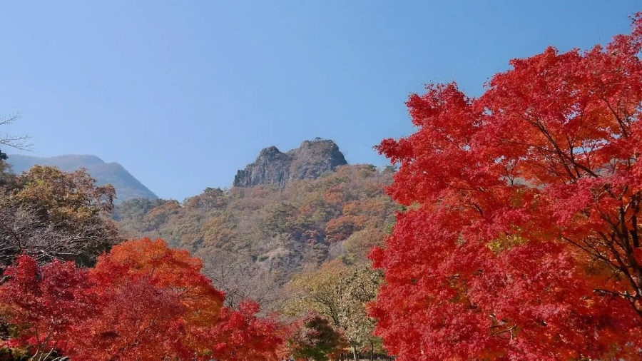 내장산 가을 단풍 명소 등산 코스별 추천