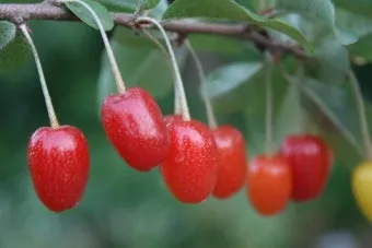 보리수나무 재배 전정 관리 착과 유도 열매 활용_7