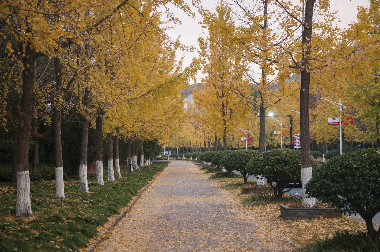 은행나무