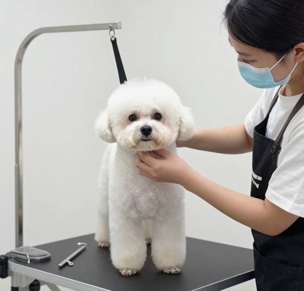 전문가에게 미용을 하고 있는 강아지의 모습