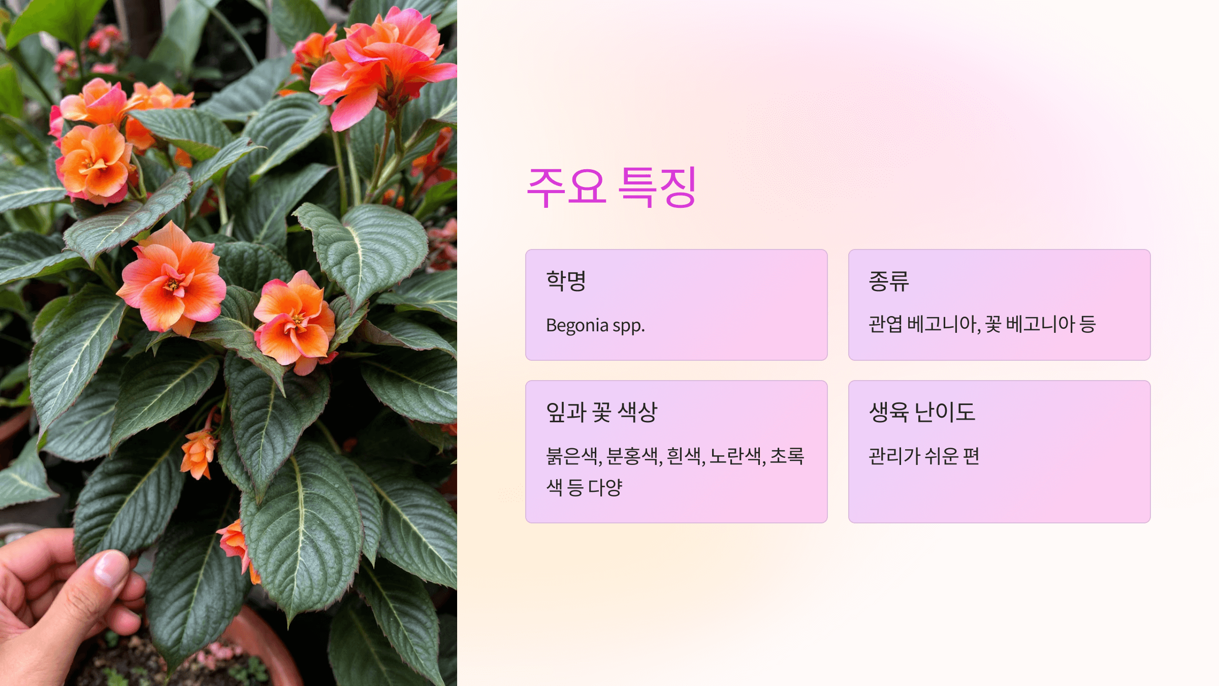 베고니아 꽃과 관련된 사진입니다.