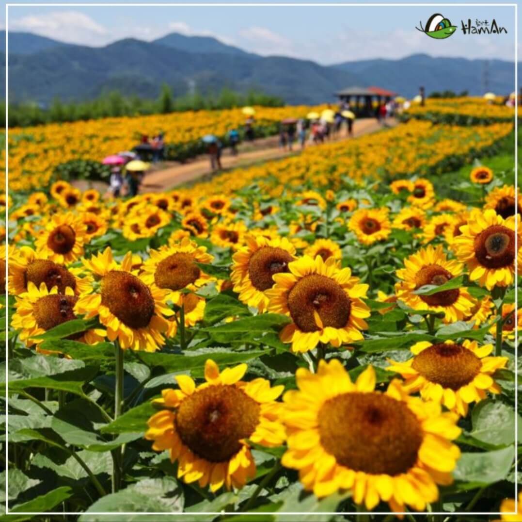 함안-강주-해바라기축제