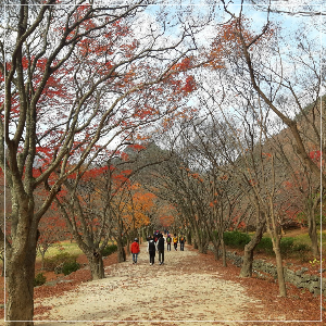내장산숲길
