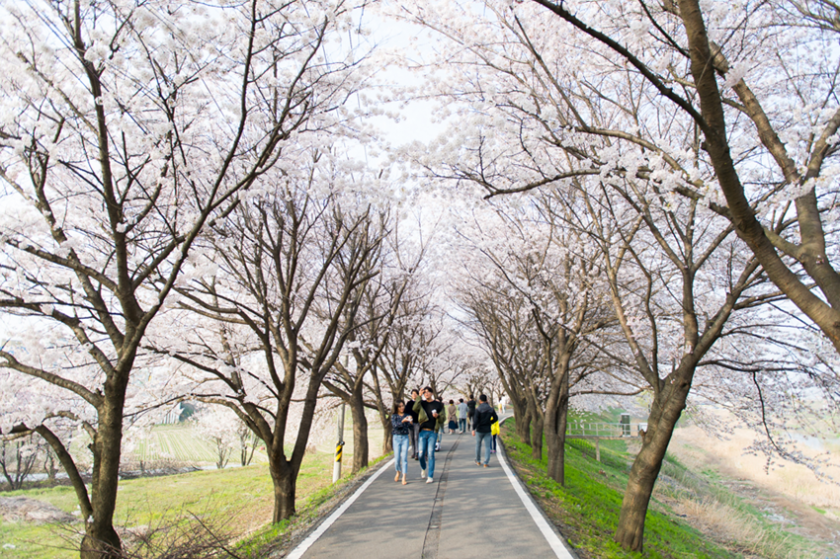 벚꽃 길