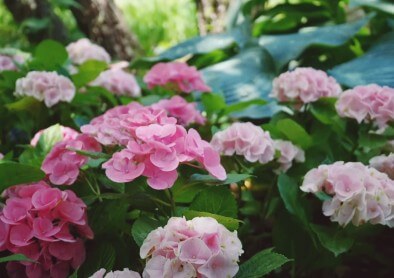 2025 화담숲 여름 수국축제&#44; 여름의 낭만을 품다!