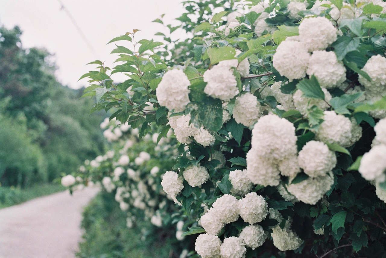 진안꽃잔디동산