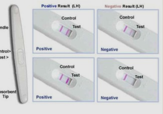 배란 확인 방법