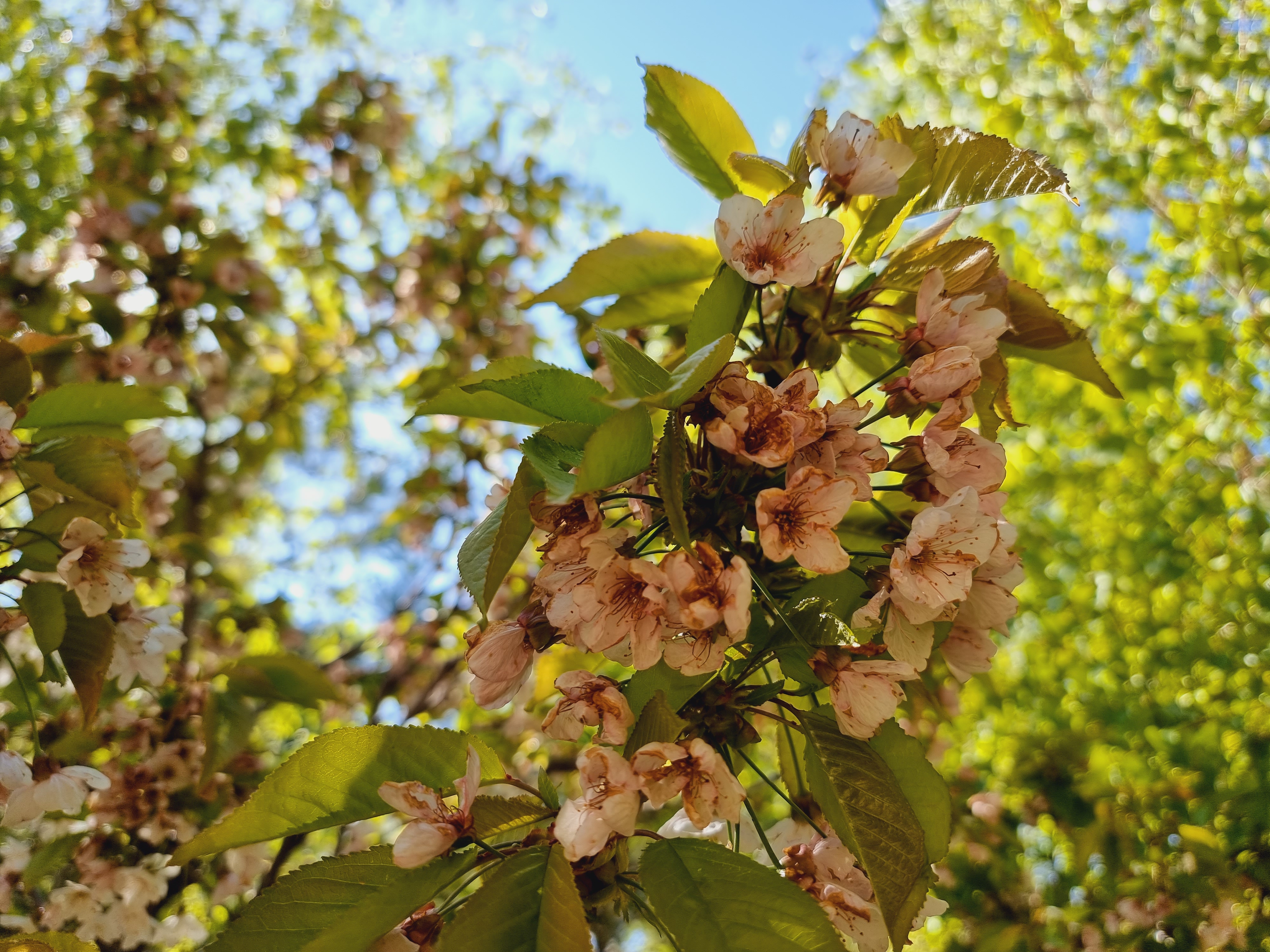 주변 풍광 및 꽃