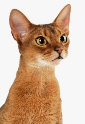 고양이의 기원과 품종 개량역사