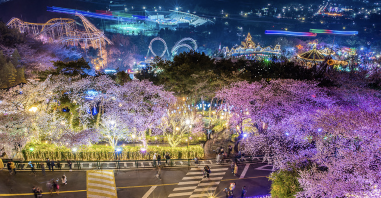 벚꽃 풍경 이미지