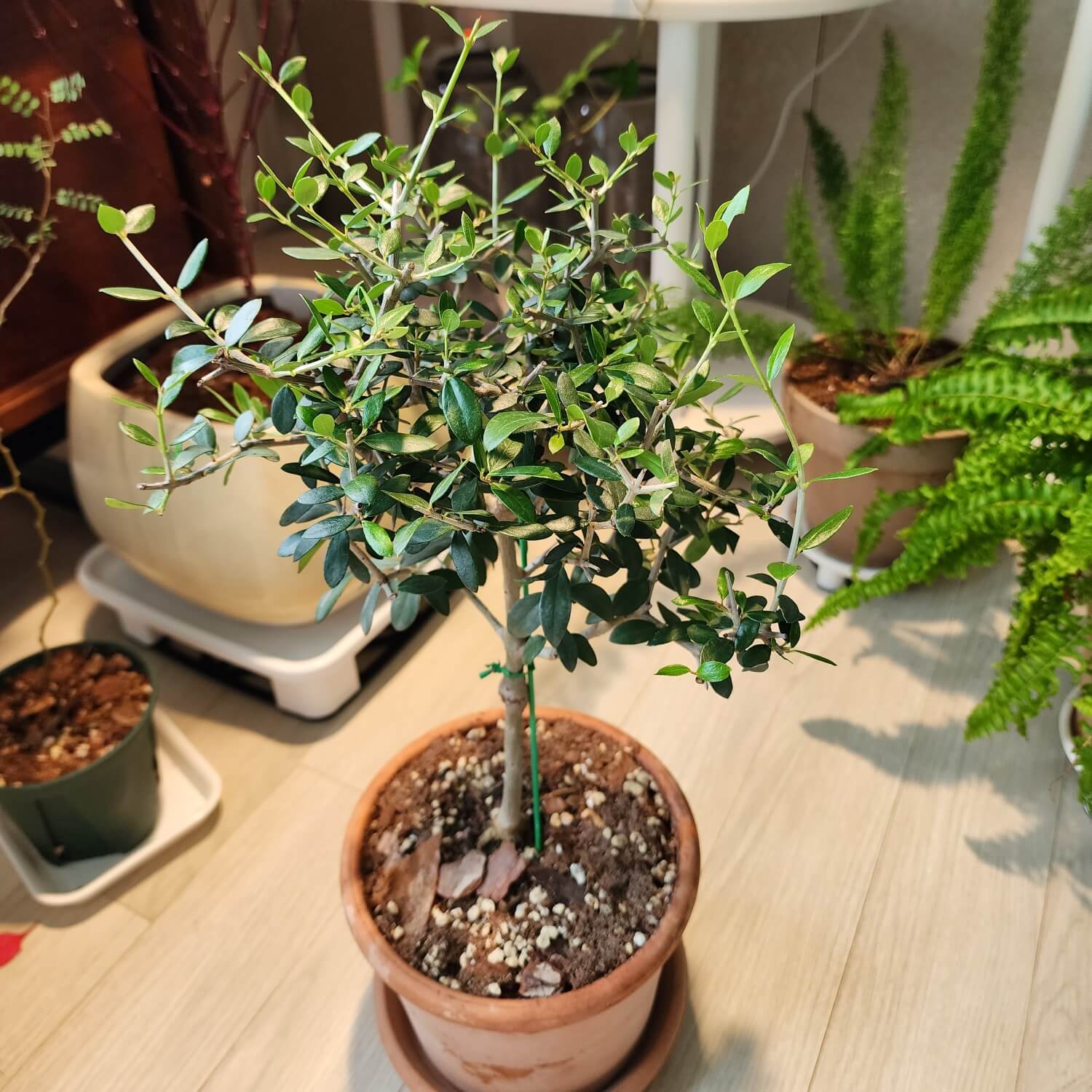 건강한새순들이 계속 자라고 있는 올리브 나무