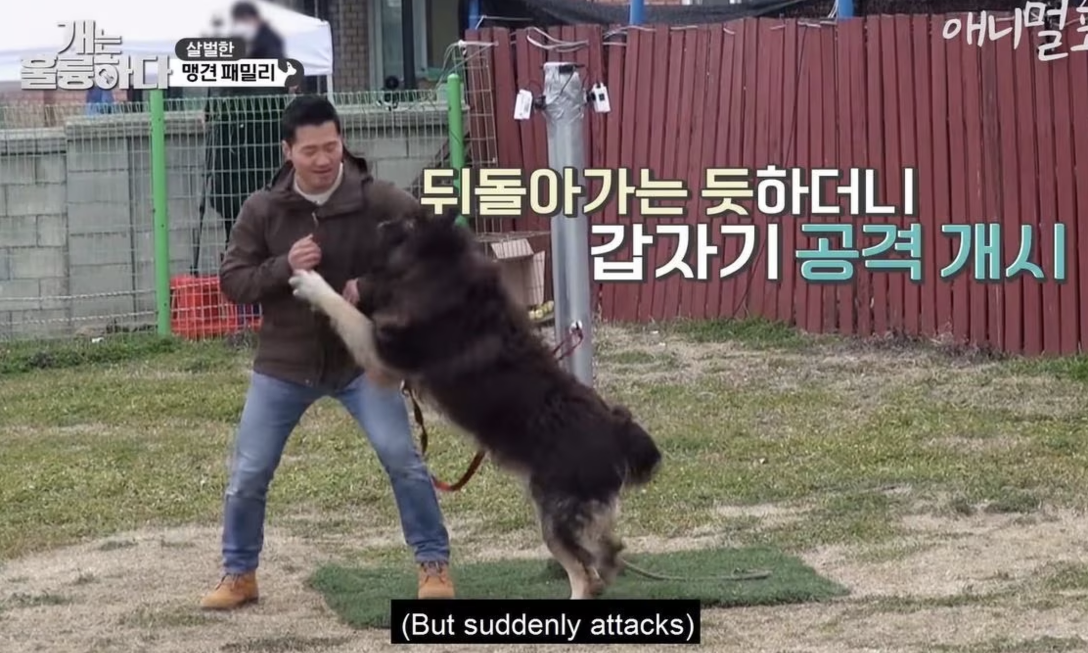 강형욱 맹견