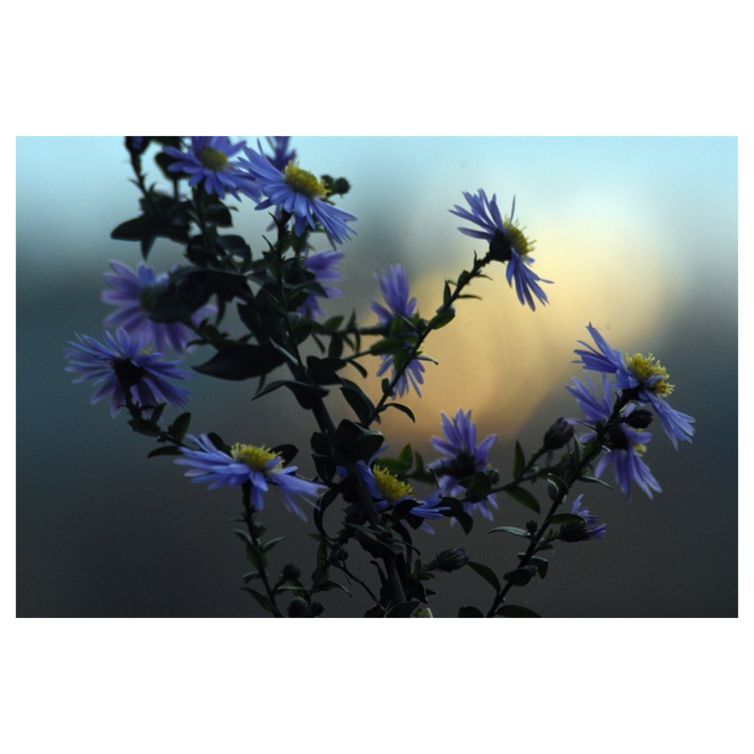 공진단과 관련된 사진입니다.