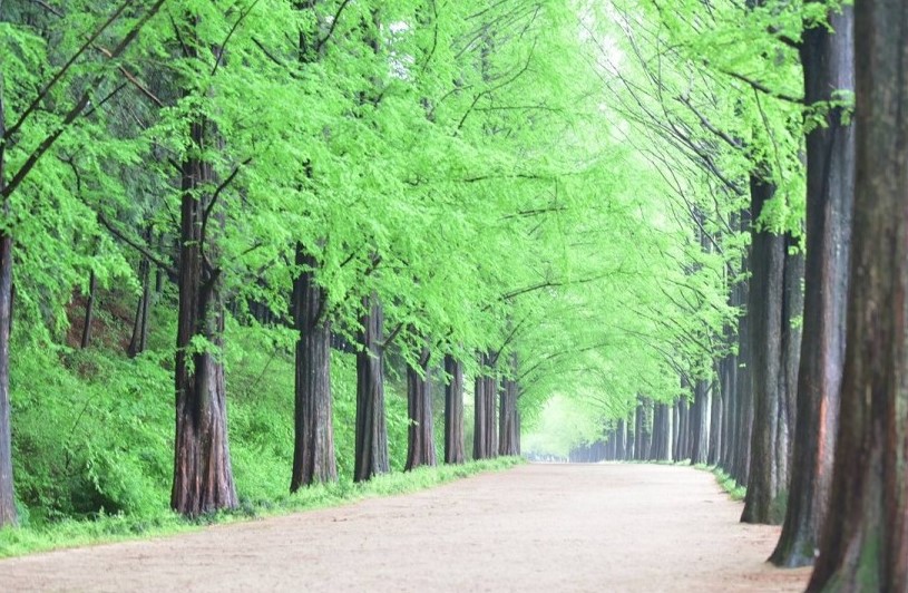 메타세콰이어 길(3)